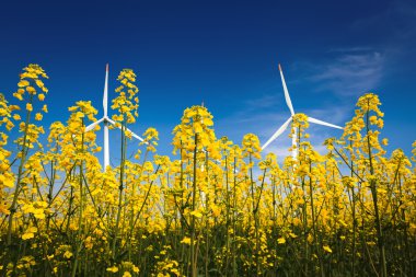 kolza tohumu çiçek ve rüzgar enerjisi