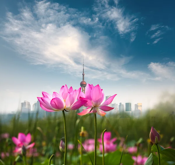 Lotus blossoms in shanghai — Stockfoto