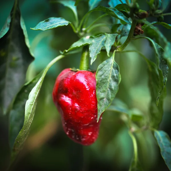 Closeup of a red pepper — Stock Photo, Image