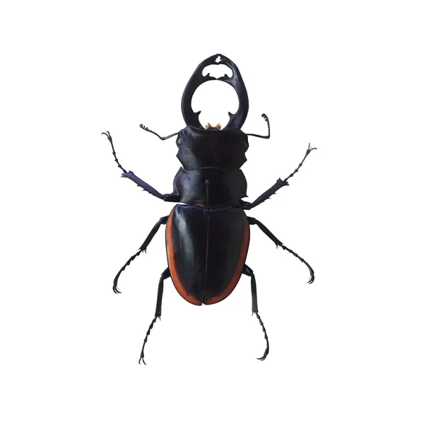 Stag beetle — Stock Photo, Image