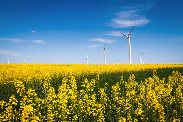 Ветряная электростанция и цветок рапса — стоковое фото