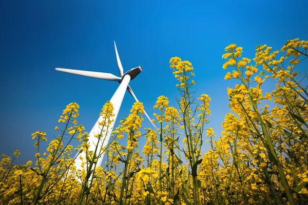 Een grote windturbine in koolzaad veld — Stockfoto