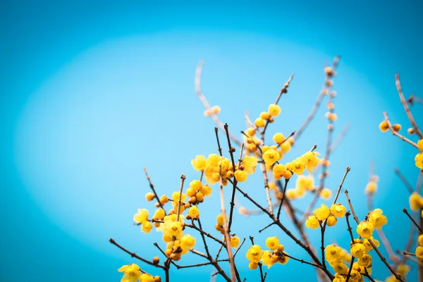 Wintersweet with blue sky — Stock Photo, Image