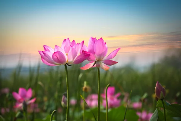 Lotusblume im Sonnenuntergang lizenzfreie Stockbilder