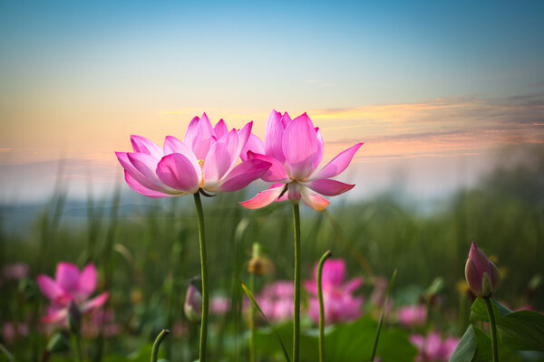 Lotus flower in sunset Stock Photo