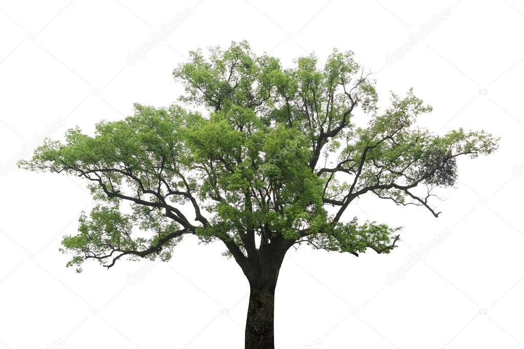 old camphor tree