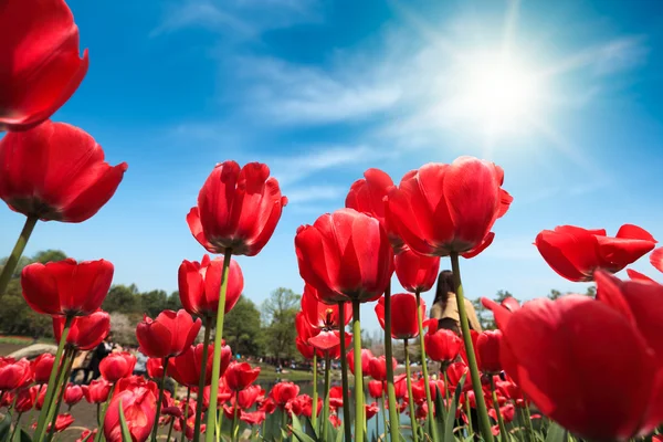 Röda tulpaner under blå himmel — Stockfoto