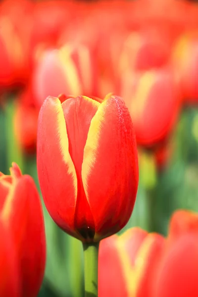 Primer plano del tulipán colorido —  Fotos de Stock