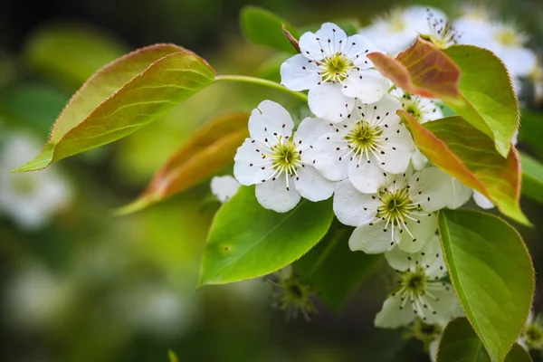Pear blossom — Stock Photo, Image