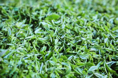 Yeşil Çay Arkaplanı