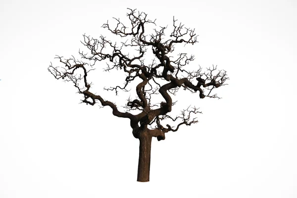 Αρχαία δέντρο — Φωτογραφία Αρχείου