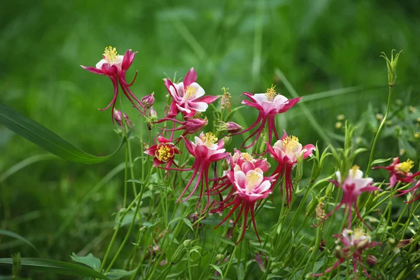 Linaria vulgaris — Stockfoto