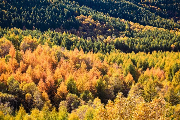 Wald in herbstlichen Farben — Stockfoto