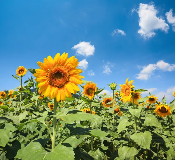 Bloeiende zonnebloem — Stockfoto