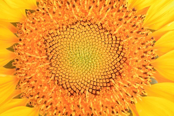 Închidere floarea soarelui — Fotografie, imagine de stoc