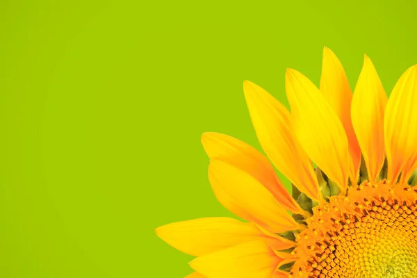 Sfondo girasole — Foto Stock