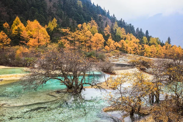 秋の森の石灰化の池 — ストック写真