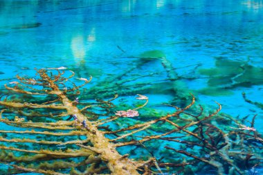 jiuzhaigou içinde berrak Gölü