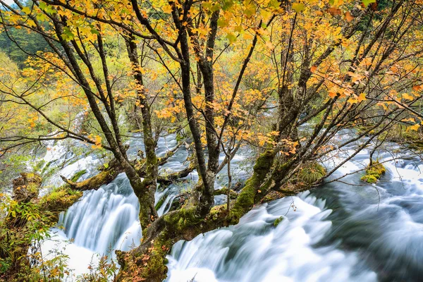 Herfst esdoorn met vloeiende creek — Stockfoto