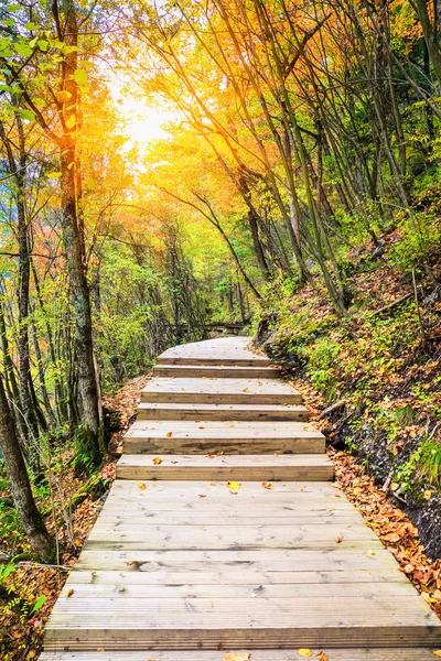 Passerelle en bois en automne coloré — Photo