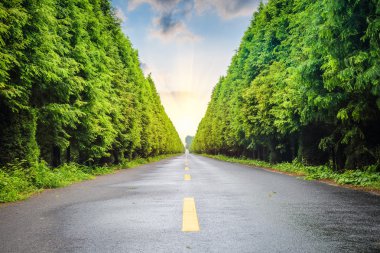 yol ve ağaç