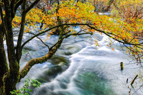 Autumn tree and flowing creek — Stock Photo, Image