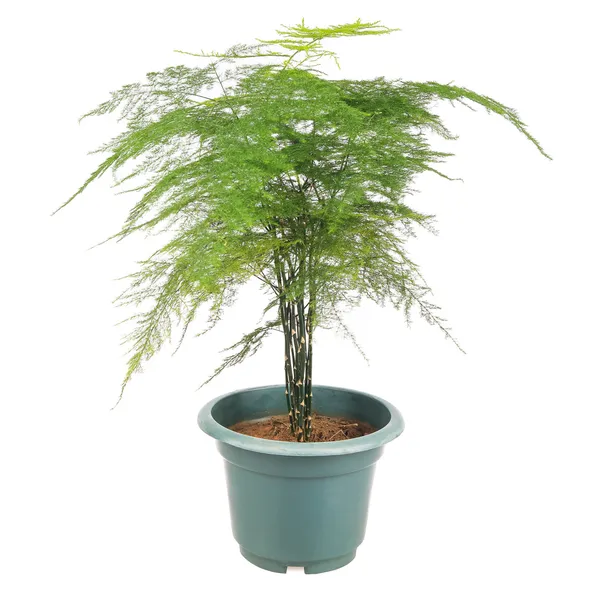 Asparagus fern — Stock Photo, Image