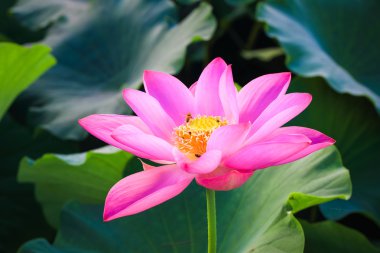 çiçeklenme içinde güzel, lotus çiçeği