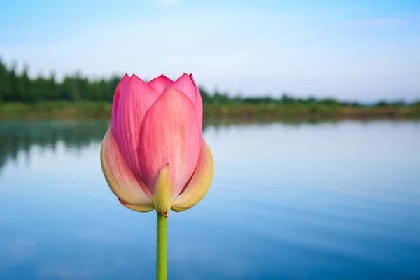 Ein Lotus neben dem Teich — Stockfoto