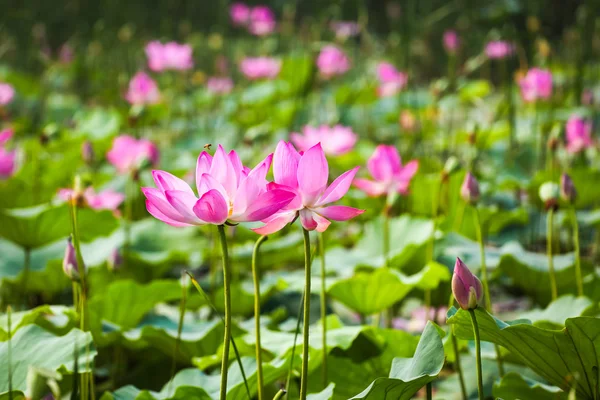 Lotusblomma i blommande — Stockfoto