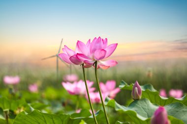 lotus flower with wind farm in sunset clipart