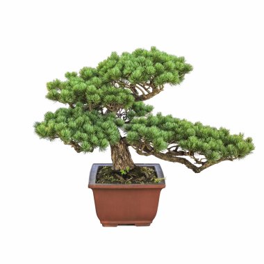 Yeşil bonsai çam ağacı