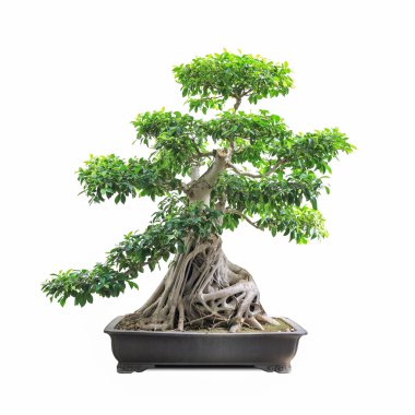 Yeşil bonsai banyan ağacı