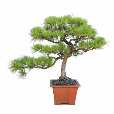 Yeşil bonsai çam ağacı