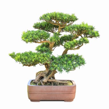 green bonsai elm tree clipart