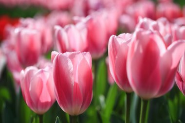 Pembe Lale çiçek tam Bloom