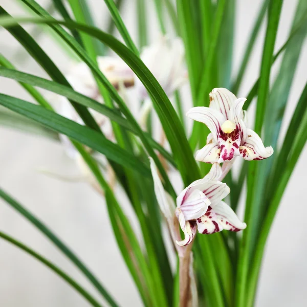 Fioritura del orchid cinese — Foto Stock