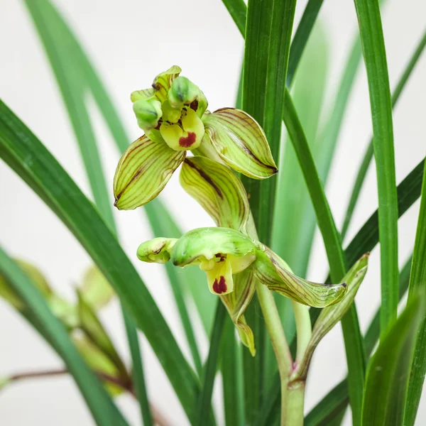 Цветение китайской орхидеи — стоковое фото