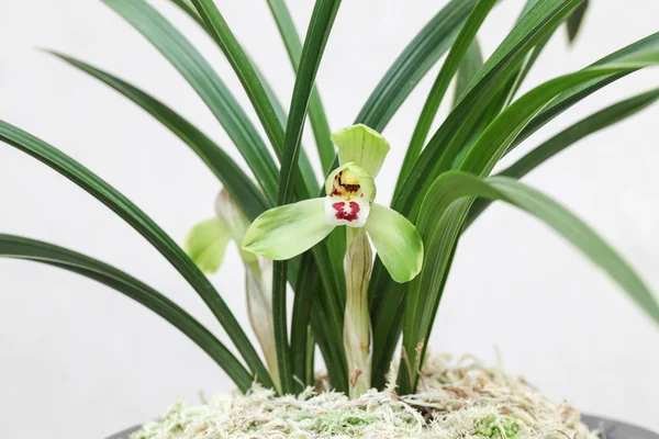 Orchid bloom closeup — стоковое фото