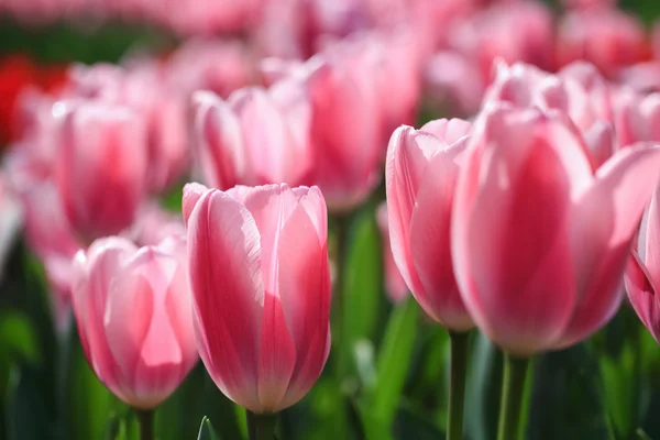 Flores de tulipán rosa en plena floración —  Fotos de Stock