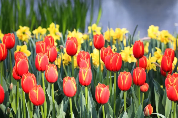 春のチューリップの花 — ストック写真