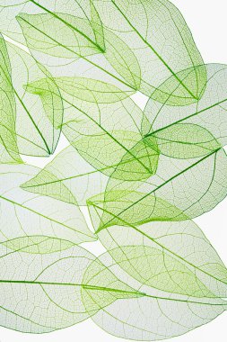 yaprak damar dokusu arka plan