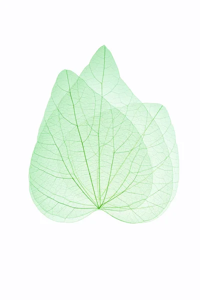 Three leaves — Stock Photo, Image