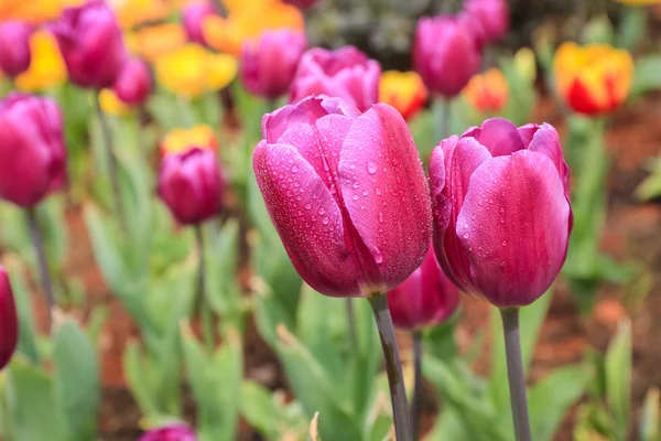 Tulipanes púrpura primer plano —  Fotos de Stock