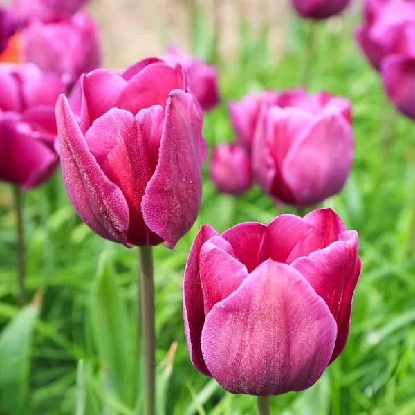 Närbild av de lila tulpanerna — ストック写真
