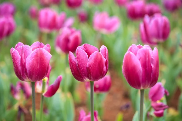 Tulipanes morados en flor —  Fotos de Stock