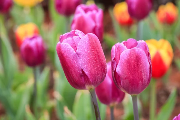 Tulipanes púrpura primer plano —  Fotos de Stock