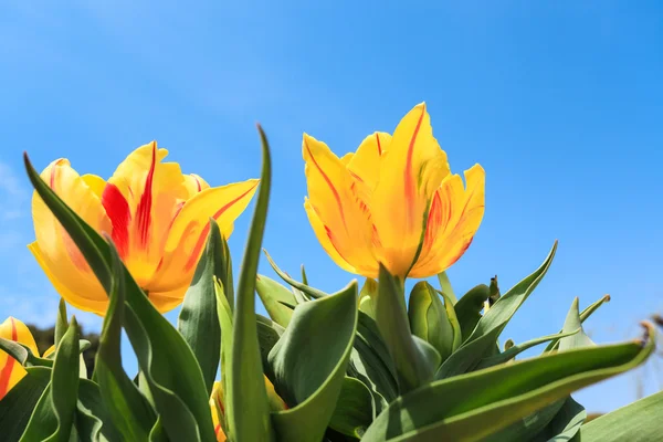 Gelbe Tulpen über dem blauen Himmel — Stockfoto