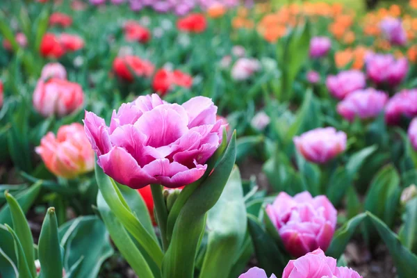 Hermoso tulipán rosa con bokeh —  Fotos de Stock