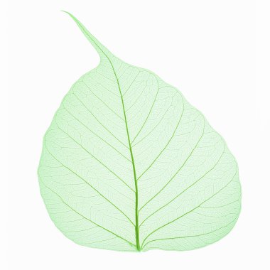 bodhi leaf vein isolated clipart